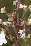 Manyflower beardtongue